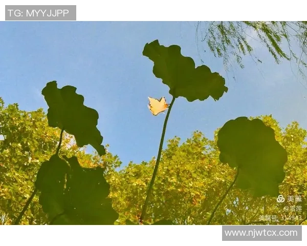 BLG在洲际赛中的奋战之路与突破成就全景回顾